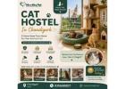 Cat Hostel