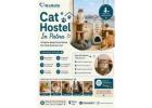 Cat Hostel