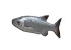 Fish replicas near me