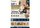 Cat Grooming