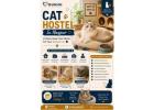 Cat Hostel