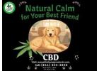 CBD for Dogs – Premium Hemp Wellness Support for Your Pet