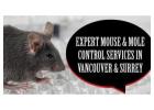 Mouse Control Vancouver