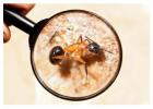 Pest Control Lidcombe | Bug Free Pest Control