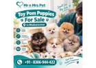 Toy pom Puppies For Sale