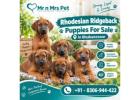 Rhodesian Ridgeback Puppies For Sale