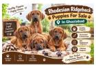 Rhodesian Ridgeback Puppies For Sale