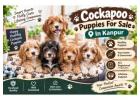 Cockapoo Puppies For Sale