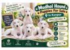 Mudhol hound Puppies For Sale